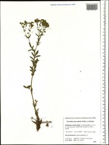 Potentilla tanacetifolia Willd. ex D. F. K. Schltdl., Siberia, Baikal & Transbaikal region (S4) (Russia)