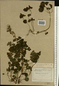 Lamium purpureum L., Eastern Europe, Moscow region (E4a) (Russia)