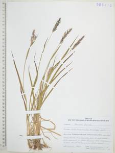 Calamagrostis korotkyi Litv., Siberia, Russian Far East (S6) (Russia)