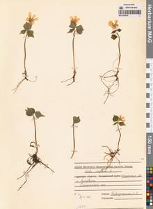 Viola uniflora L., Siberia, Baikal & Transbaikal region (S4) (Russia)