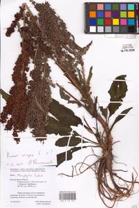 Rumex crispus L., Eastern Europe, Central forest-and-steppe region (E6) (Russia)