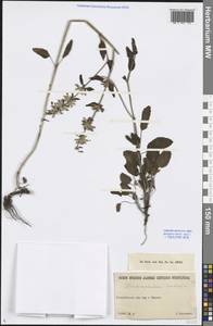 Dracocephalum nutans L., Middle Asia, Northern & Central Tian Shan (M4) (Kazakhstan)