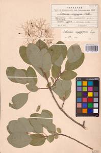 Cotinus coggygria Scop., Eastern Europe, South Ukrainian region (E12) (Ukraine)