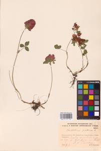 Trifolium pratense L., Eastern Europe, North-Western region (E2) (Russia)