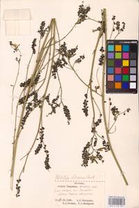 Melilotus altissimus Thuill., Eastern Europe, Estonia (E2c) (Estonia)