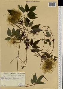 Clematis ochotensis (Pall.) Poir., Siberia, Russian Far East (S6) (Russia)