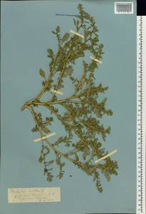 Amaranthus albus L., Eastern Europe, Lower Volga region (E9) (Russia)