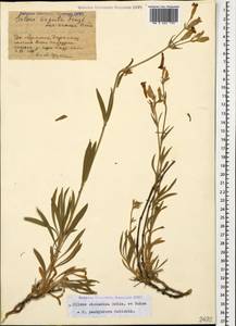 Silene sisianica Boiss. & Buhse, Caucasus, Armenia (K5) (Armenia)