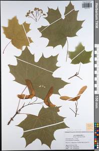 Acer platanoides L., Eastern Europe, Central region (E4) (Russia)