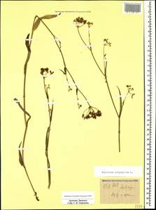Bupleurum polyphyllum Ledeb., Caucasus, Armenia (K5) (Armenia)