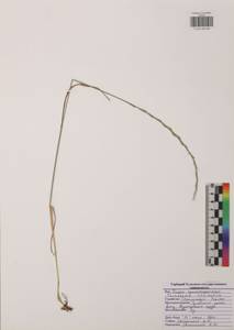Thinopyrum intermedium (Host) Barkworth & D.R.Dewey, Eastern Europe, Central region (E4) (Russia)
