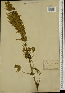 Aconitum orientale Mill., Caucasus, North Ossetia, Ingushetia & Chechnya (K1c) (Russia)