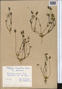 Lomatogonium carinthiacum (Wulfen) Reichenb., Middle Asia, Pamir & Pamiro-Alai (M2) (Tajikistan)