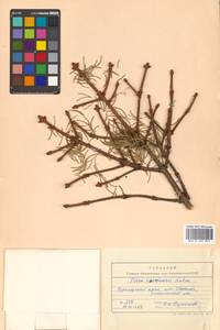 Picea koraiensis Nakai, Siberia, Russian Far East (S6) (Russia)