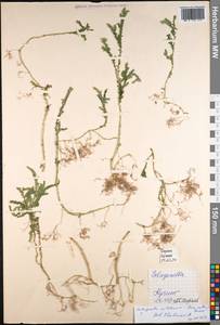 Didiclis willdenowii (Desv.) Li Bing Zhang & X. M. Zhou, South Asia, South Asia (Asia outside ex-Soviet states and Mongolia) (ASIA) (Malaysia)