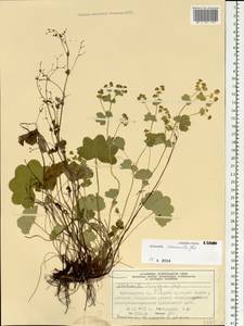 Alchemilla commixta Juz., Siberia, Central Siberia (S3) (Russia)