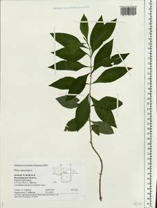 Phlox paniculata L., Eastern Europe, Central region (E4) (Russia)