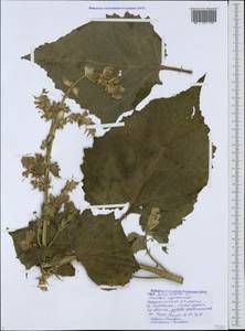 Salvia sclarea L., Caucasus, Black Sea Shore (from Novorossiysk to Adler) (K3) (Russia)