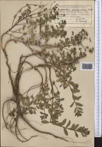 Euphorbia pachyrrhiza Kar. & Kir., Middle Asia, Dzungarian Alatau & Tarbagatai (M5) (Kazakhstan)