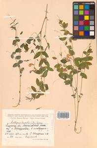 Lathyrus humilis (Ser.) Fisch. ex Spreng., Siberia, Russian Far East (S6) (Russia)
