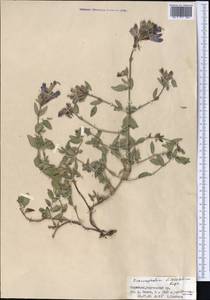 Dracocephalum diversifolium Rupr., Middle Asia, Northern & Central Tian Shan (M4) (Kyrgyzstan)