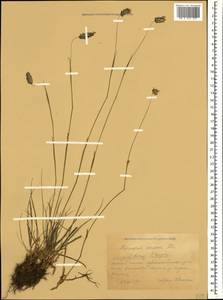 Alopecurus ponticus K.Koch, Caucasus, Krasnodar Krai & Adygea (K1a) (Russia)