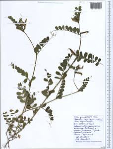 Vicia grandiflora Scop., Caucasus, Black Sea Shore (from Novorossiysk to Adler) (K3) (Russia)