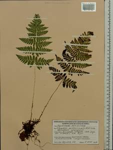 Dryopteris carthusiana (Vill.) H.P.Fuchs, Eastern Europe, Belarus (E3a) (Belarus)