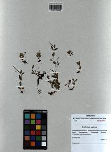 Epilobium anagallidifolium Lam., Siberia, Altai & Sayany Mountains (S2) (Russia)