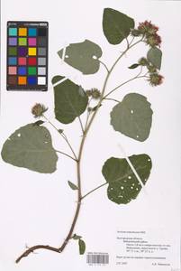 Arctium tomentosum Mill., Eastern Europe, Central forest-and-steppe region (E6) (Russia)