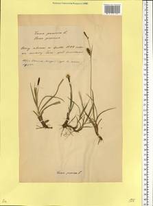 Carex panicea L., Eastern Europe, Belarus (E3a) (Belarus)