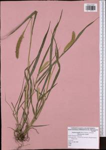 Setaria pumila (Poir.) Roem. & Schult., Eastern Europe, Central region (E4) (Russia)