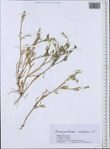 Mesembryanthemum nodiflorum L., South Asia, South Asia (Asia outside ex-Soviet states and Mongolia) (ASIA) (Israel)