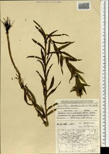 Achillea acuminata (Ledeb.) Sch. Bip., Mongolia (MONG) (Mongolia)