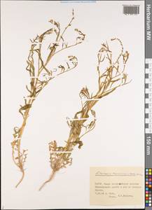 Litwinowia tenuissima (Pall.) Woronow ex Pavlov, Middle Asia, Pamir & Pamiro-Alai (M2) (Uzbekistan)