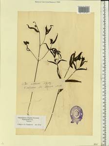 Melampyrum pratense L., Eastern Europe, Estonia (E2c) (Estonia)