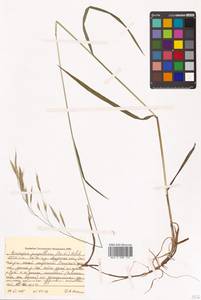 Bromus pumpellianus Scribn., Siberia, Russian Far East (S6) (Russia)