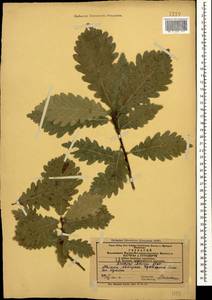Quercus petraea subsp. polycarpa (Schur) Soó, Caucasus, Azerbaijan (K6) (Azerbaijan)