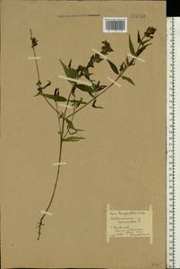 Melampyrum nemorosum L., Eastern Europe, Middle Volga region (E8) (Russia)
