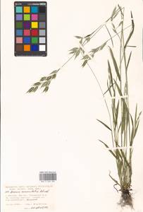 Bromus commutatus Schrad., Eastern Europe, Moscow region (E4a) (Russia)