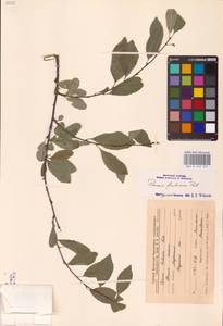 Prunus fruticosa Pall., Eastern Europe, Central forest-and-steppe region (E6) (Russia)