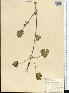 Aconitum rotundifolium Kar. & Kir., Middle Asia, Pamir & Pamiro-Alai (M2) (Kyrgyzstan)