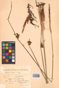 Juncus haenkei E. Mey., Siberia, Russian Far East (S6) (Russia)