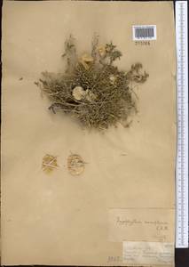 Zygophyllum pinnatum Cham. & Schltdl., Middle Asia, Dzungarian Alatau & Tarbagatai (M5) (Kazakhstan)