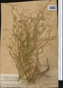 Convolvulus subsericeus Schrenk, Middle Asia, Muyunkumy, Balkhash & Betpak-Dala (M9) (Kazakhstan)