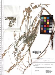 Astragalus varius S.G.Gmel., Eastern Europe, Eastern region (E10) (Russia)