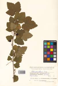 Ribes nigrum L., Siberia, Russian Far East (S6) (Russia)
