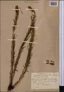 Rhodiola semenovii (Regel & Herder) Boriss., Middle Asia, Western Tian Shan & Karatau (M3) (Kyrgyzstan)
