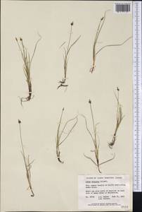 Carex obtusata Lilj., America (AMER) (Canada)