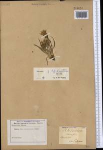 Takhtajaniantha austriaca (Willd.) Zaika, Sukhor. & N. Kilian, Middle Asia, Caspian Ustyurt & Northern Aralia (M8) (Kazakhstan)